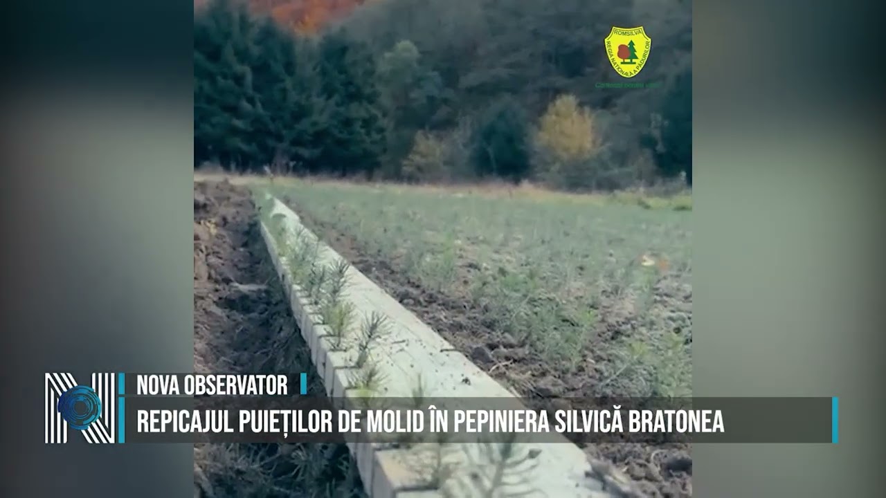 Repicajul puieților de molid în pepiniera silvică Bratonea