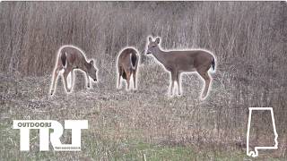 Cold & Snowy Alabama Deer Hunt
