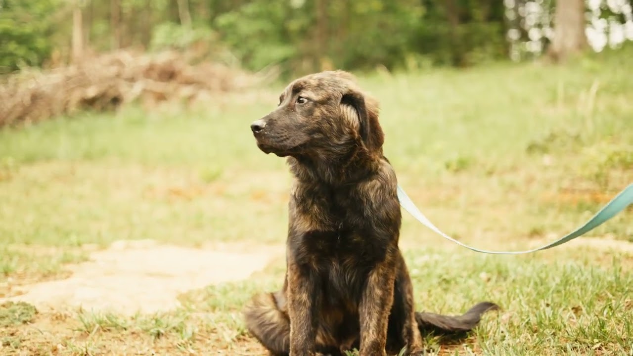 Enlarge Baxter, a Adopted mixed breed in Gradyville, KY video 2/6