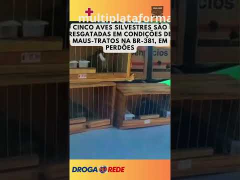 CINCO AVES SILVESTRES SÃO RESGATADAS EM CONDIÇÕES DE MAUS TRATOS NA BR 381, EM PERDÕES