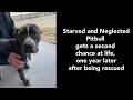 Starved and neglected Pitbull dog gets a second chance at life. One year later after being rescued.