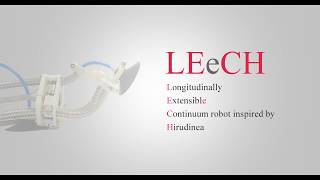 Wall-Climbing Robot Inspired by Leech