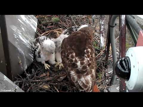 Breakfast Time - Red-tailed Hawk nest - Ithaca, NY - 5/20/2018