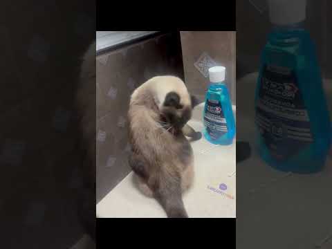 Dokununca trip atan kedi 😂🐈