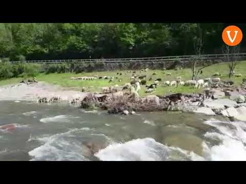 Transumanza sul torrente Fersina a Canezza di Pergine in Trentino (video di Alberto Pattini)