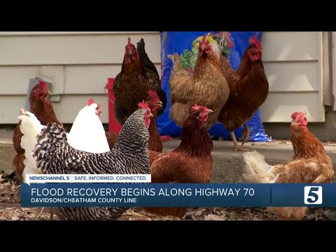 Neighbors band together to save drowning chickens during recent flooding