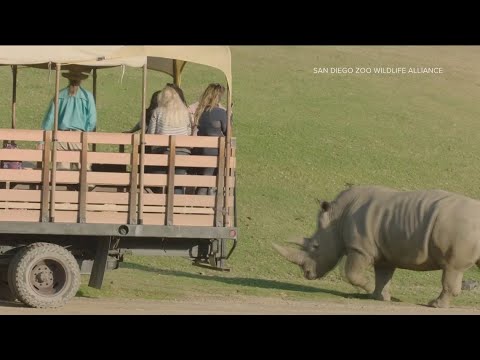 What's new at the San Diego Zoo Safari Park
