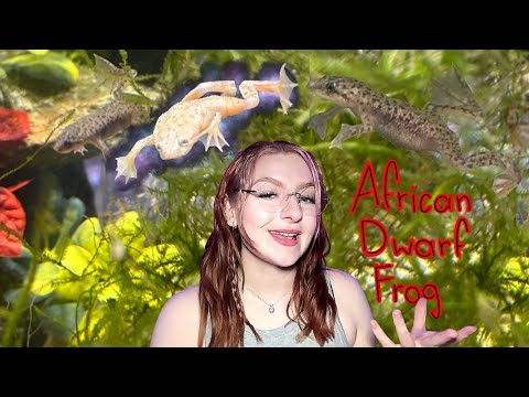 African Dwarf Frog (ADF) COMPLETE GUIDE Care & Information, Tank Set up, Tankmates & Health Risks
