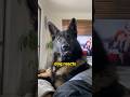 This Is What Happens When You Adopt a Retired Police Dog!