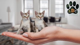 Smallest cat in the world - Singapura cat breed