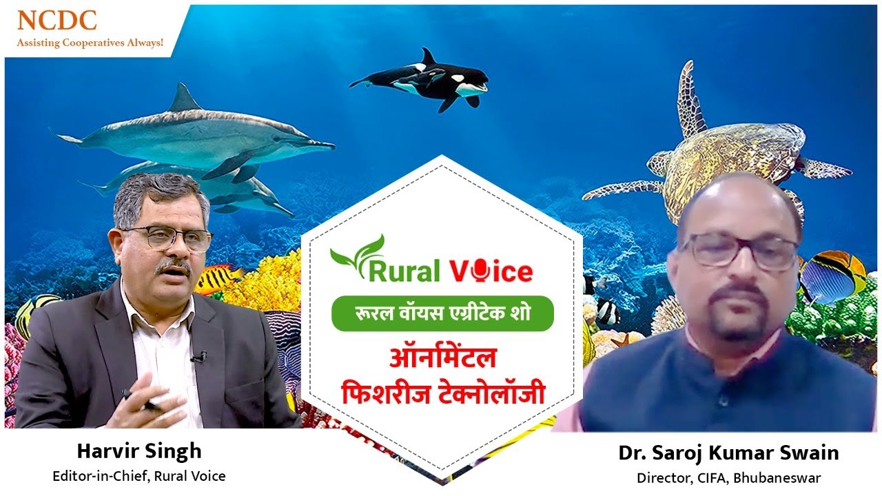रूरल वॉयस विशेषः जानिए सजावटी मछली पालने के तरीके, कितनी होगी इससे कमाई