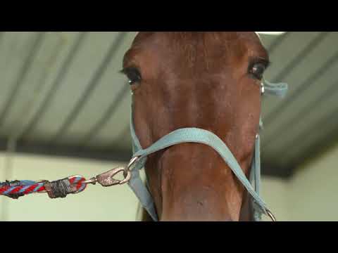 Ippodromo dei Sauri - Gran premio capitanata 2020