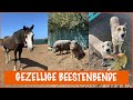 Wat moet er allemaal gebeuren op het rescue center?  | DierenpraatTV