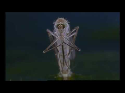 "Microcosmos : Le Peuple de l'herbe"   extrait "Le moustique" Zzzzz