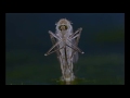 Microcosmos Le Peuple De L Herbe Extrait Le Moustique Zzzzz