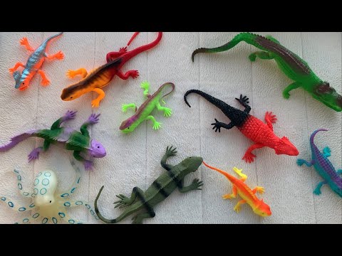 Learn Lizards for kids in English Funny cartoon