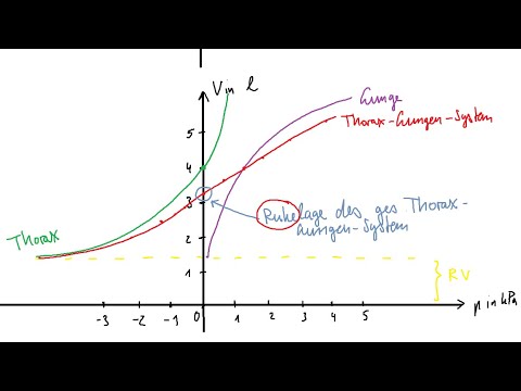 Physiologie: Atmung 2 – Volumina, Druckverläufe, Atemwiderstände