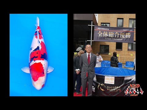 第68回長岡市錦鯉品評会 NND大正三色全体総合優勝