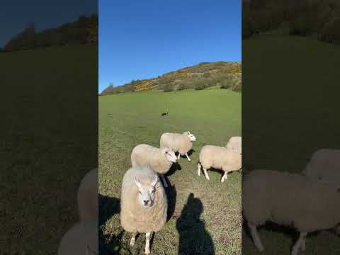 , title : 'Amazing dog herding a field of sheep'