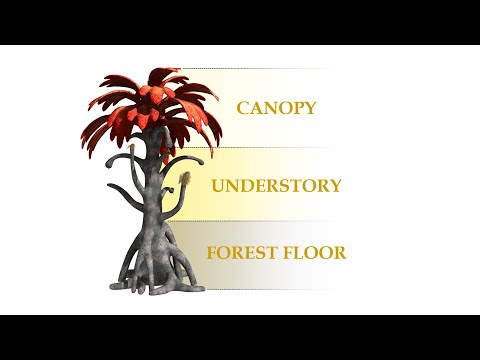 Alien Biospheres: Part 9 - Tropical Rainforest