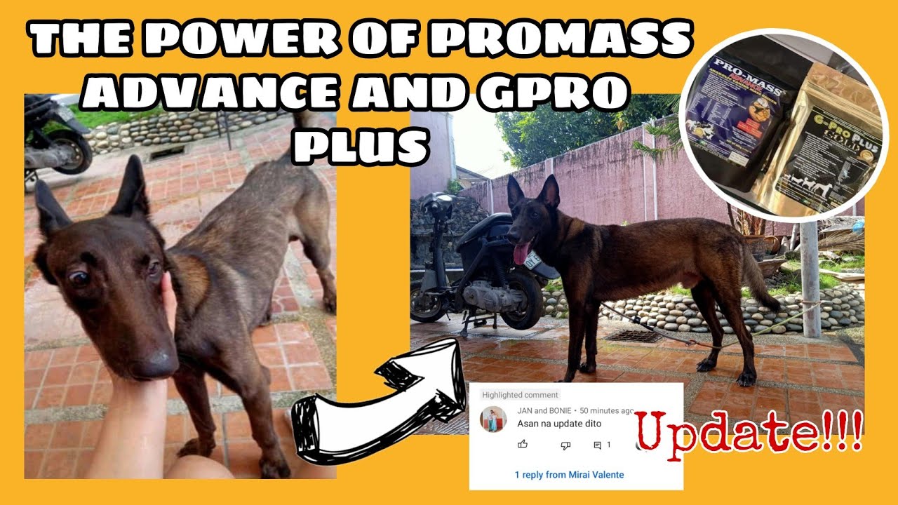 GPRO PLUS and PROMASS ADVANCE || RESULT|REVIEW