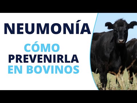 , title : 'Cómo prevenir la neumonía en bovinos'