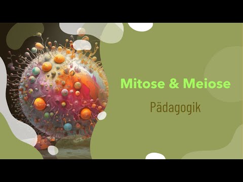 Biology: Mitosis and Meiosis Simply Explained! - Definition | Phases | Difference | Process
