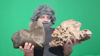 Mammoth Humerous!!!. Super Rare  Beach Find ! North Norfolk UK
