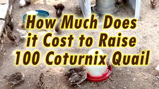 How much it will Cost to Raise Quail for Meat | How Much Does it Cost to Raise 100 Coturnix Quail