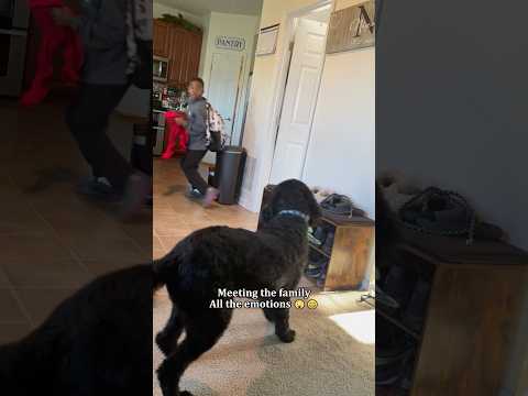Introducing Our New Dog to the Family #foryou #funny #dog #surprise #shorts #family