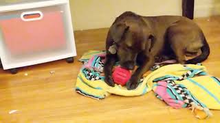 Try this kong stuff-a-ball. My dog prefers it to the regular kong