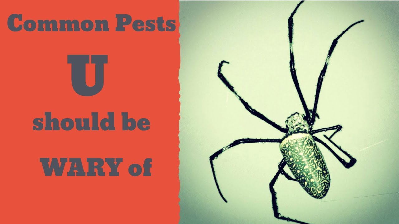 7 Common Household Pests