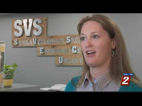 Salmon Poisoning In Dogs