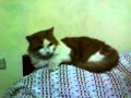 Gato Karateka
