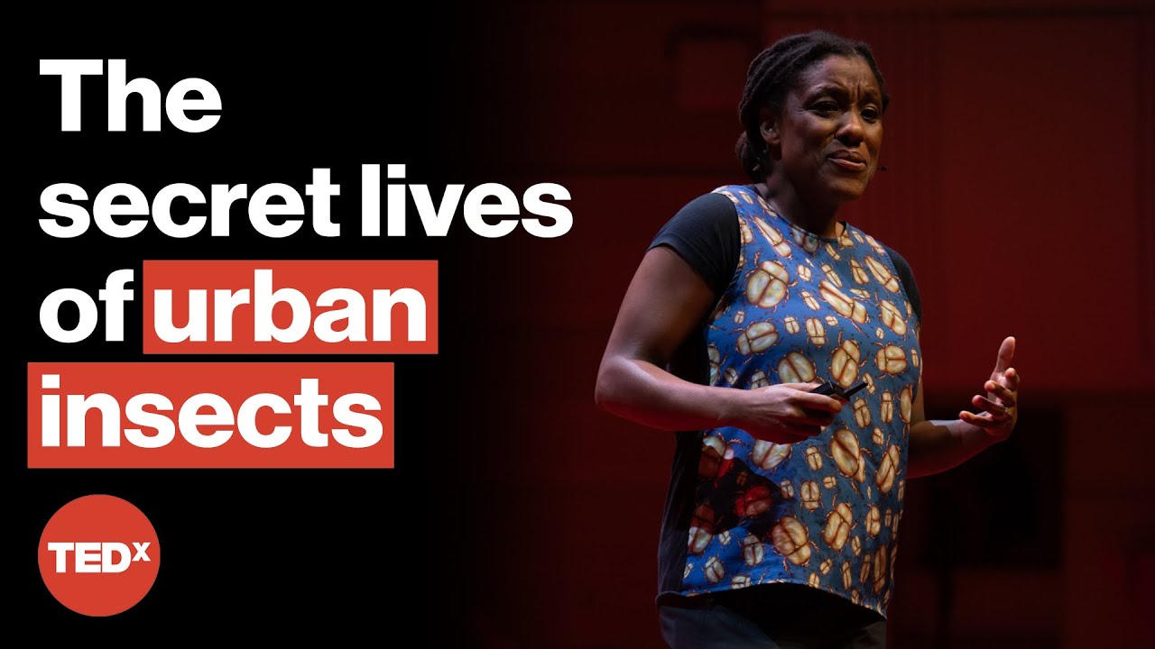 Why you should meet your insect neighbors | Tanya Latty | TEDxSydney