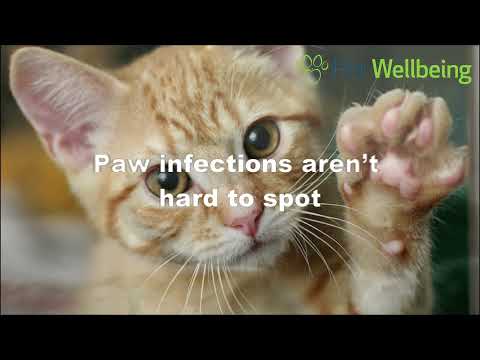These Changes To Your Cat's Paw Might Indicate a Serious Infection