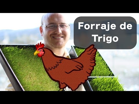 , title : 'Como Crecer Pasto de Trigo Para Las Gallinas'