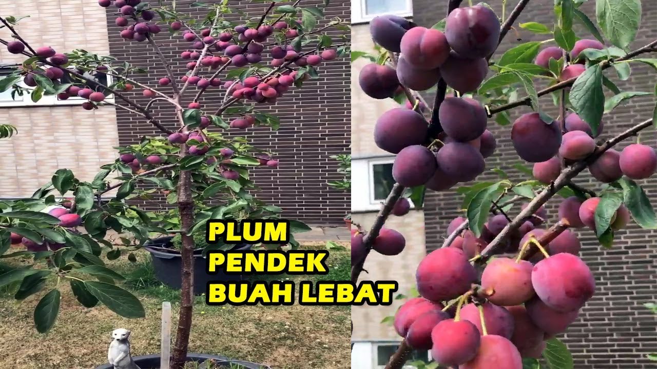 Cara Menanam PLUM Cepat Berbuah Lebat dan Pendek - How to Planting Plum Tree