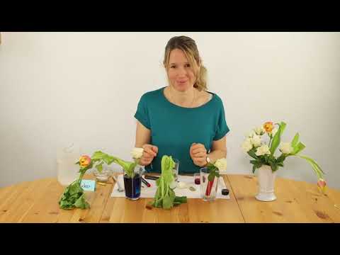 Forsche mit uns! Wie Blumen Wasser aufnehmen -  ein Experiment mit Tinten