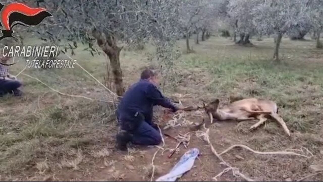 Daino impigliato in una recinzione, liberato da Forestale e Wild Umbria