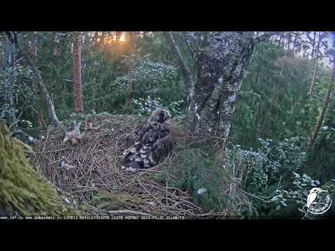 LDF Mazais ērglis , ligzda bērzā 20.07.2023 21:38