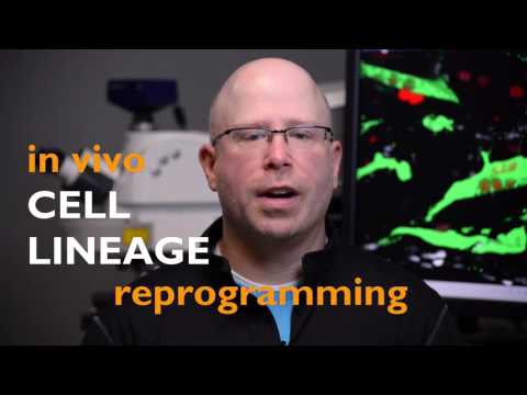 In Vivo Cell Lineage Reprogramming