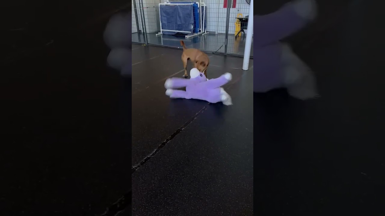 Enlarge Scrappy, a Adoptable mixed breed in Colorado Springs, CO video 5/6