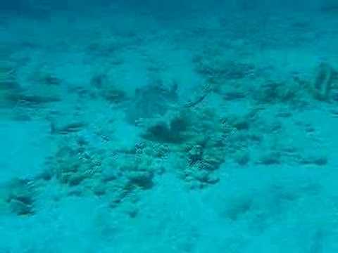 Rochen, Bonaire,Niederländische Antillen