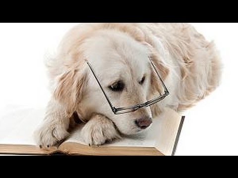 Die TOP 10 der Klügsten / Intelligentesten Hunderassen der Welt