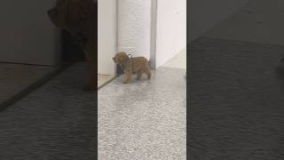 ロボットのように歩くワンちゃん🐶かわいい　　#わんくん #わんちゃん