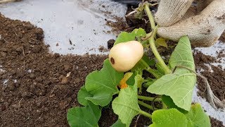 천연항암제, 몸에 좋은 땅콩호박.조금 늦었지만 심어보았습니다.