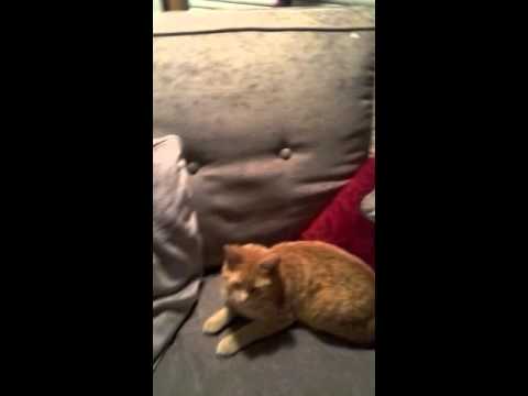 The cat vid and me singing just quickly :) :)
