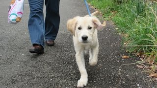 英国ゴールデンレトリバー　初めてのお散歩 Golden Retriever First Walk