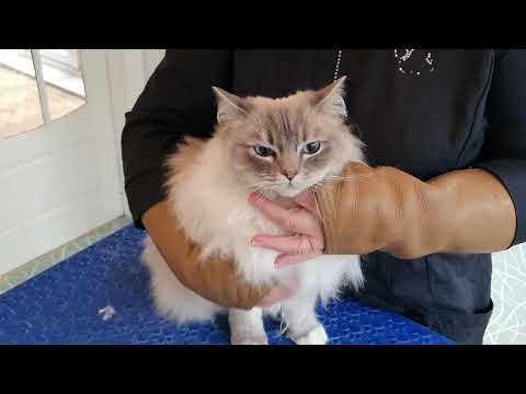 Ragdoll Cat - Bib Trim